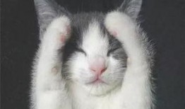 猫咪遥控爆料视频大全下载,盘点萌宠趣味视频大全