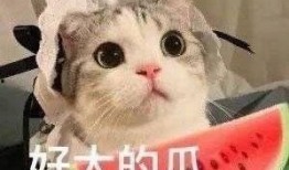 网红小猫吃瓜视频,萌态百出引网友热议